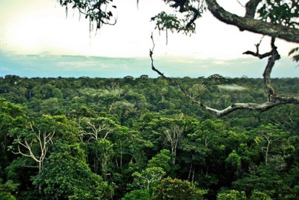 El valle de Javari se encuentra en la Amazonía entre Brasil y Perú. Es un lugar habitado por grupos indígenas, algunos de ellos han tenido escaso contacto con el mundo exterior,en cambio otros nunca han sido contactados.Foto:Lickriver.com.