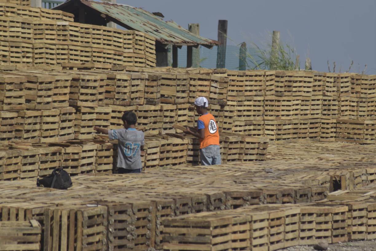 Las nasas, generalmente hechas de madera, se utilizan para atrapar crustáceos como langostas y cangrejos. Todas tienen una entrada a través del cual se atrae a un cangrejo o una langosta con cebo, pero no pueden escapar. Son lanzadas a la profundidad por los pescadores, unas horas después son subidas con la pesca. 