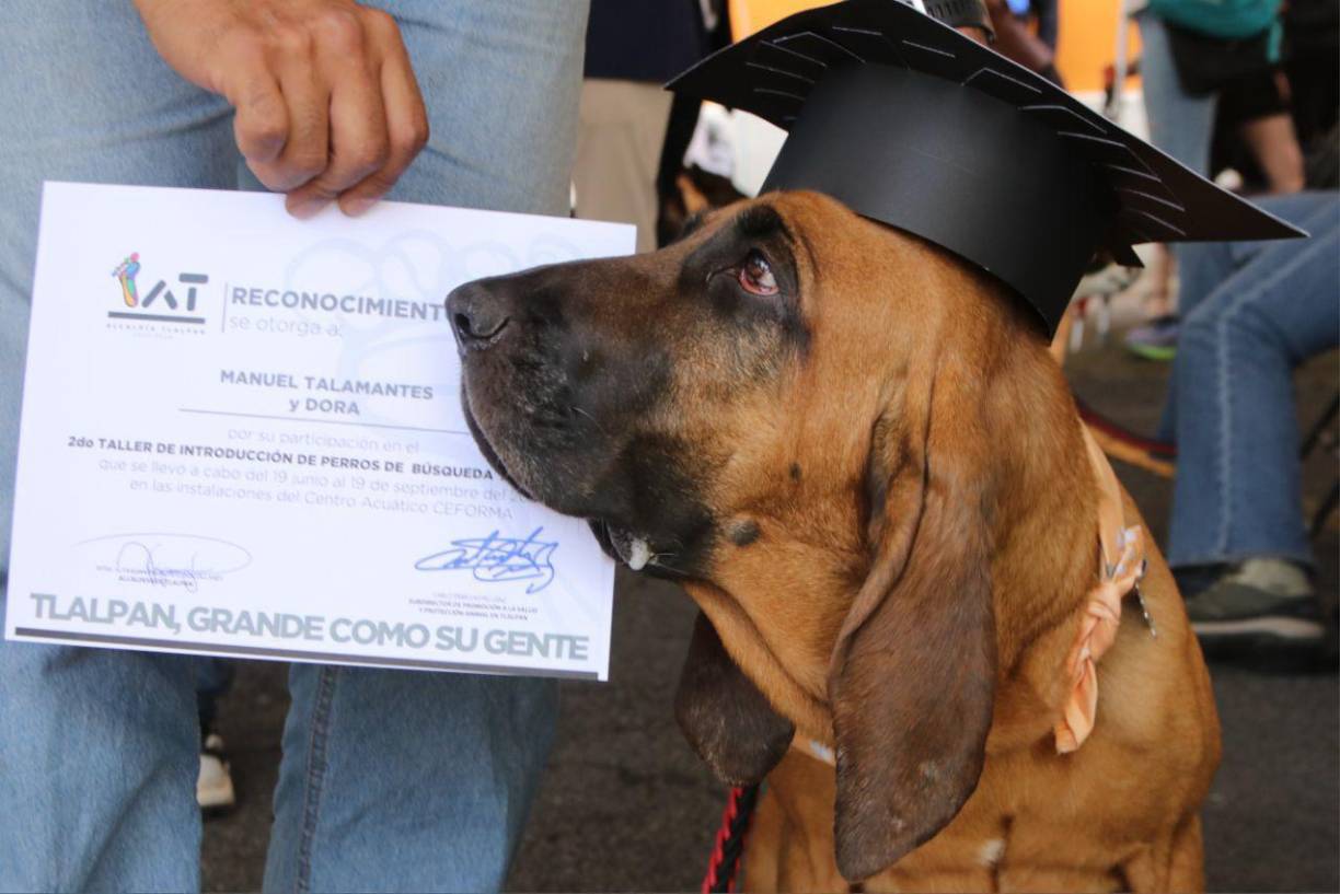 El entrenamiento de los caninos duró tres meses en los que tanto los dueños como sus compañeros peludos tuvieron que superar diferentes retos.