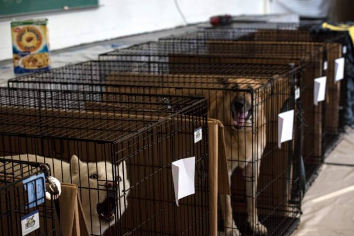 Las personas evacuan con sus mascotas, en la imagen Burgaw Middle School, en Burgaw, Carolina del Norte (EEUU). La tormenta de categoría 1, desde ayer golpea la costa de Carolina del Norte.