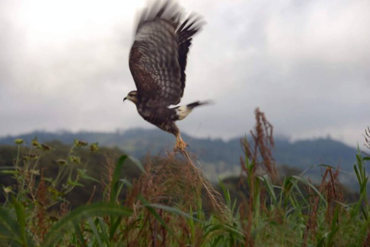 Un gavilán despega desde las orillas del Lago de Yojoa. AFP