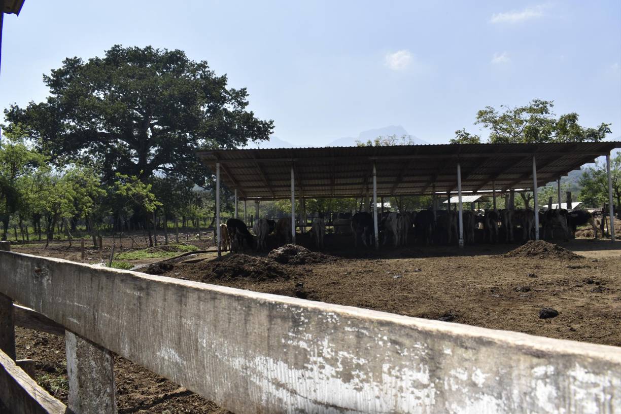 El Curla cuenta con más de 90 hectáreas de tierra para las práctica de sus estudiantes de Ingeniería Agrícola y Agronómica.