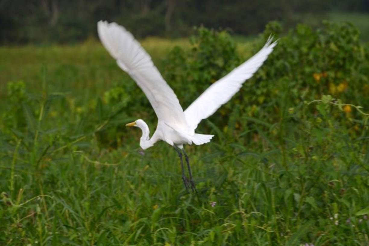 Una garza despega en las orillas del Lago de Yojoa. AFP