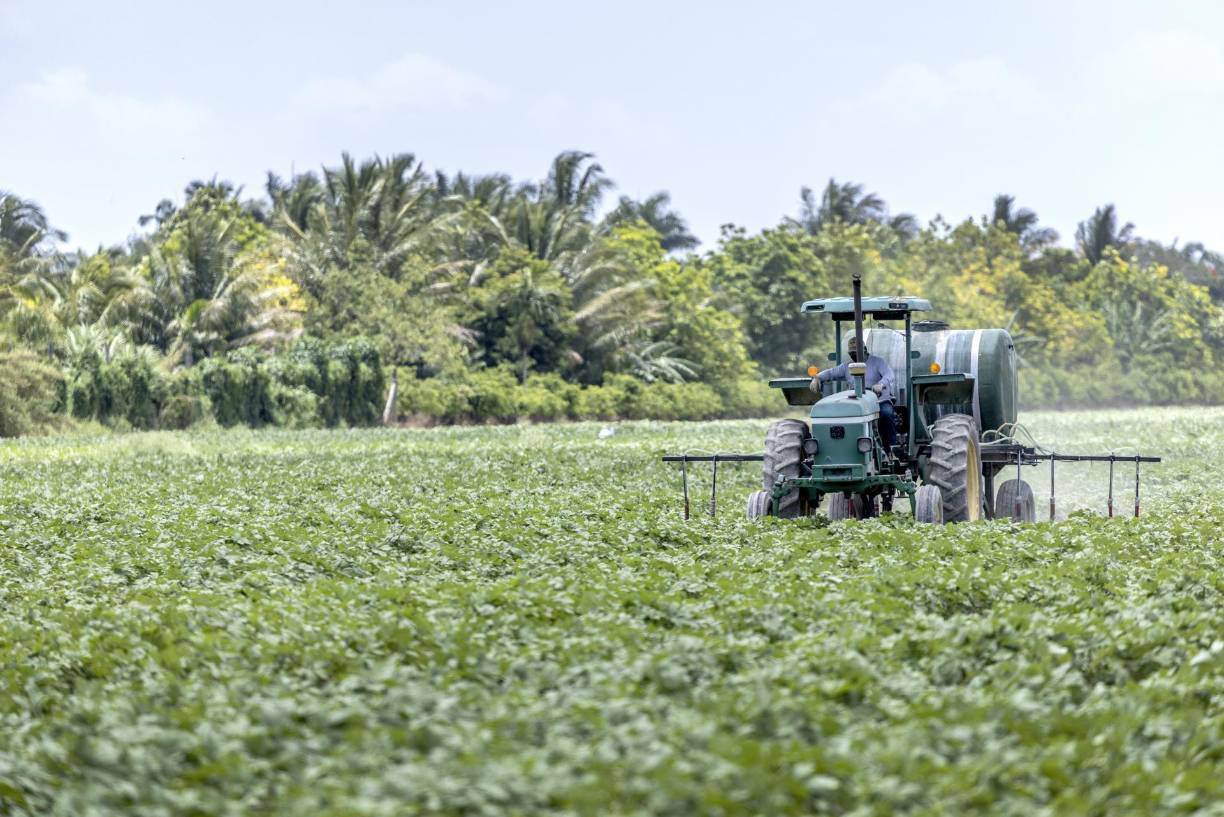 La iniciativa impulsada por el gobernador republicano Ron DeSantis busca, entre otras cosas, impedir la contratación de personas indocumentadas. 