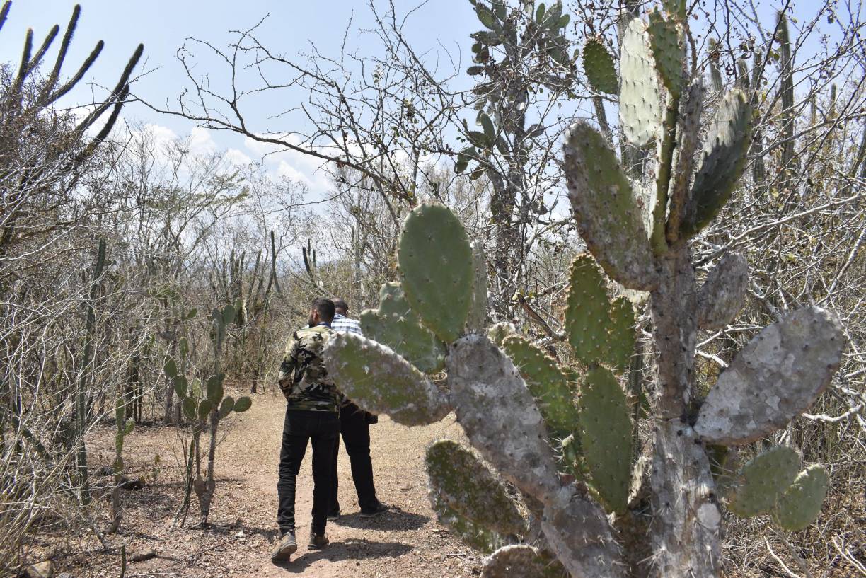 El paisaje es conformado por una gran variedad de especies, unas conocidas en Honduras y otras son propias en esta parte del valle del Aguán.