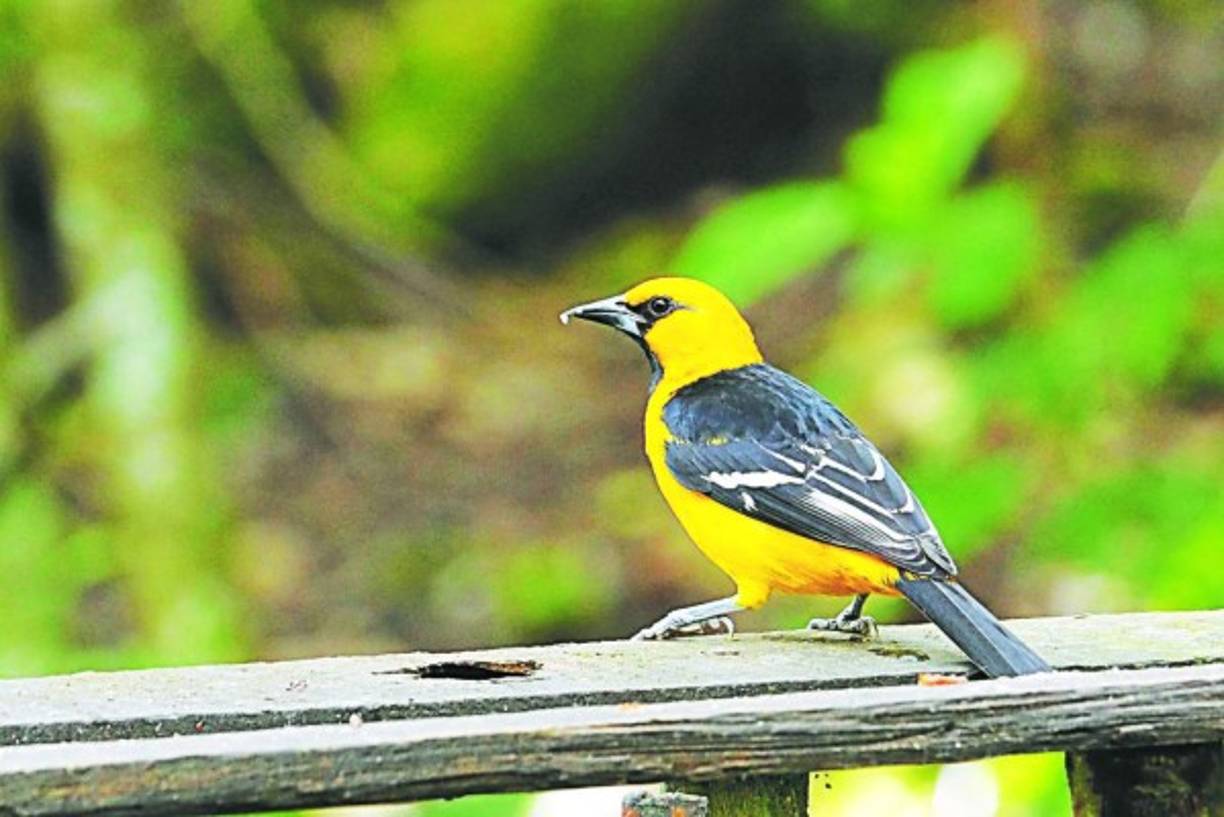 El bolsero de Altamira es nativo de América Central, México y el sur de Estados Unidos. Se distinguen seis subespecies.