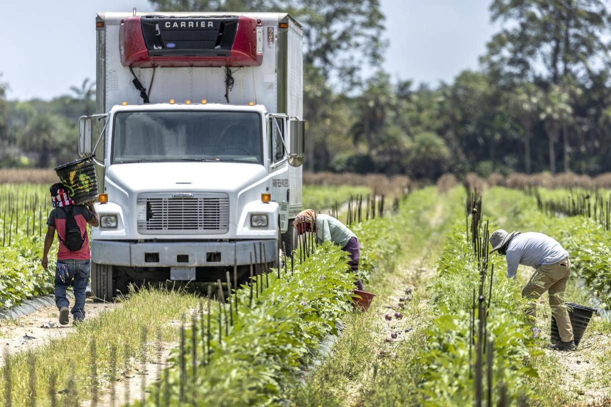 “En la compañía donde yo trabajo muchas personas se han ido, se han movido de estado. Hay mucho temor por la ley”, dice Altamirano (otro seudónimo), un obrero de la construcción de 38 años. 