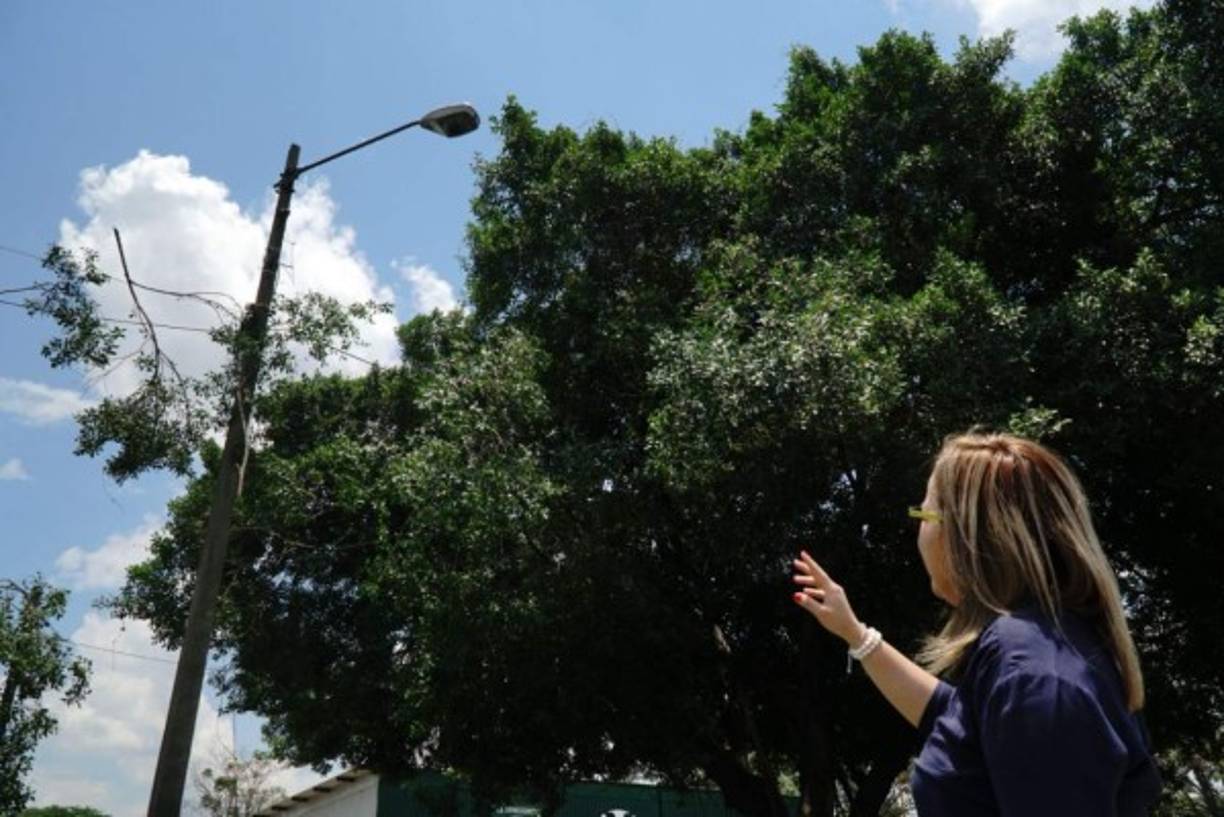 Otra de las denuncias es que los delincuentes se subían a los árboles y se robaban las lámparas.