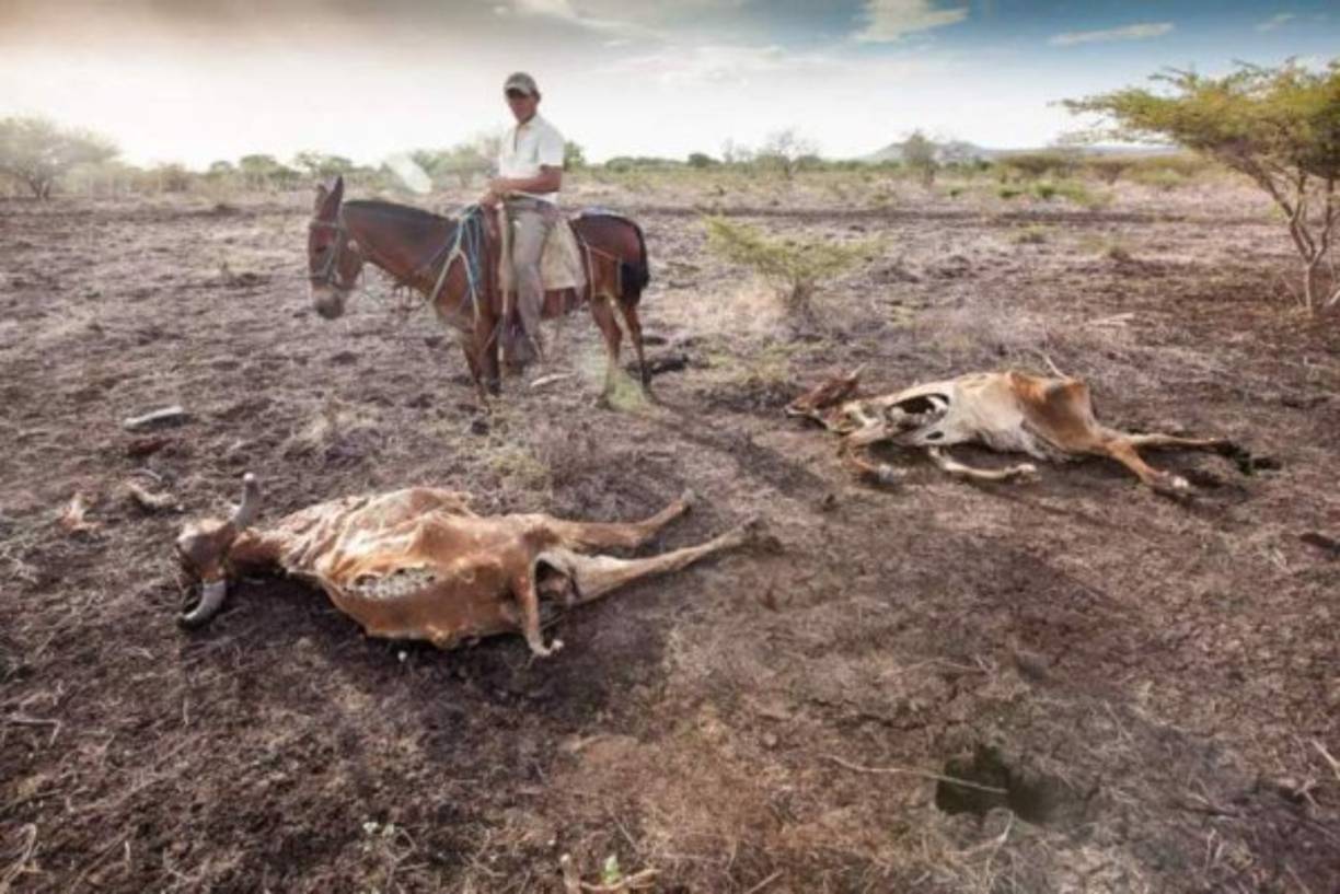8- Hambruna y epidemias<br/><br/>Debido a la rotura de la cadena alimenticia, los alimentos para los seres humanos y los animales será extremadamente escaso y difícil de obtener conduciendo a una extinción a gran escala.