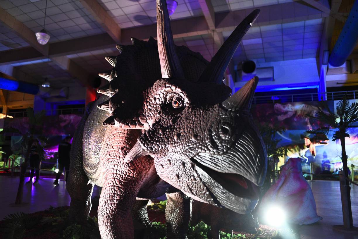 Con más de mil metros cuadrados de exhibición tendrá la posibilidad de recorrer diferentes espacios diseñados para vivir una aventura nunca vista.
