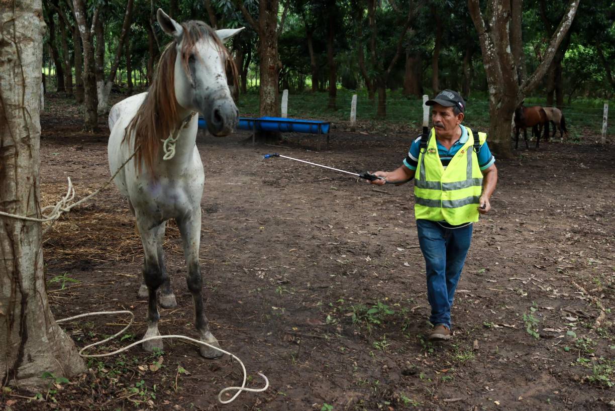 ”Los caballos serán de la ciudad, nadie puede tomarlos”, puntualizó.