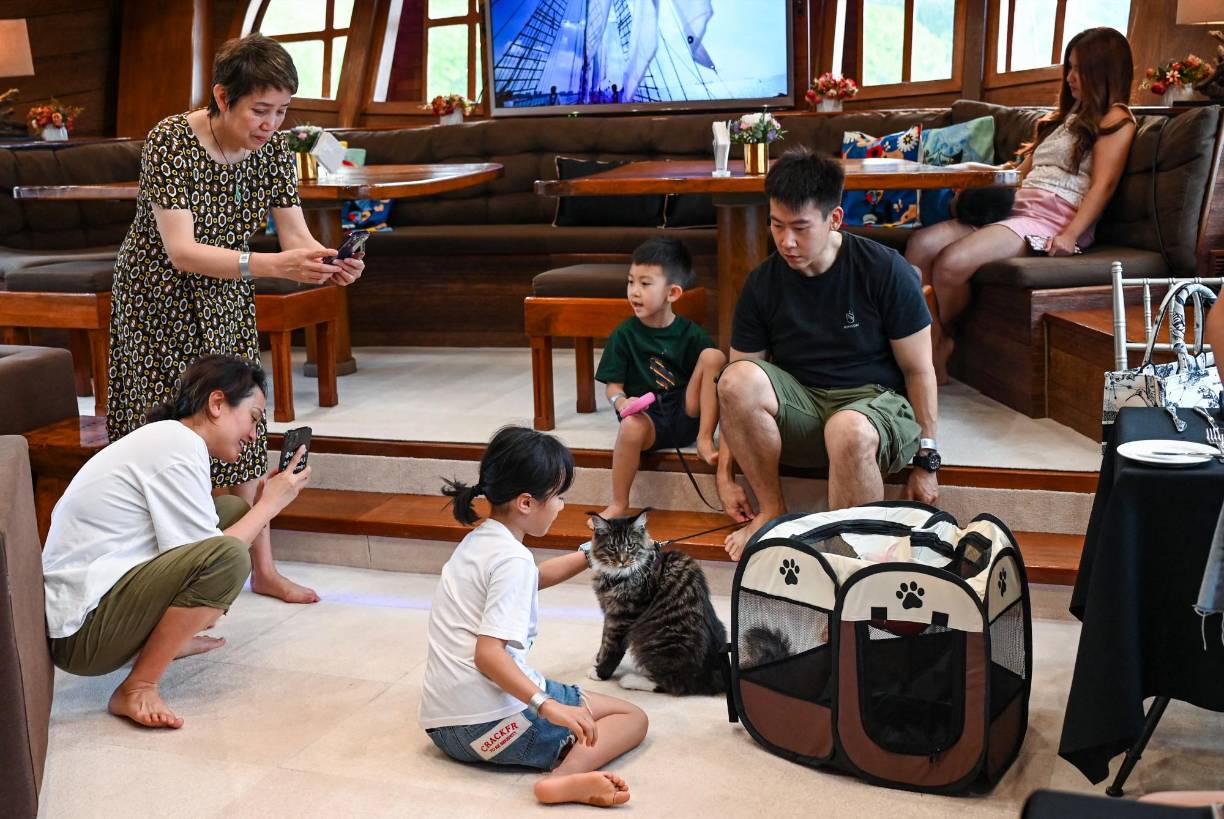 Por precaución, los gatos llevan un arnés y deben estar atados todo el tiempo. También tienen que estar vacunados y esterilizados. 