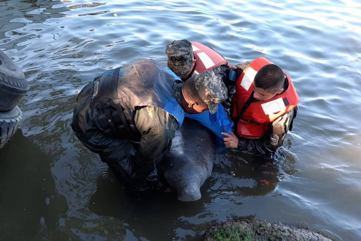 Un manatí fue rescatado ayer sábado -21 de enero de 2023- en la Laguna de Alvarado en Puerto Cortés. 