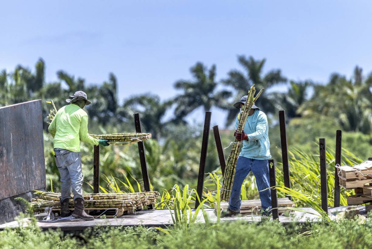 A partir del 1 de julio, las compañías de más de 25 empleados deberán comprobar en una base de datos federal el estatus legal de las personas a las que deseen emplear. Ignorar esa obligación y contratar a un extranjero en situación irregular conllevará multas cuantiosas. 