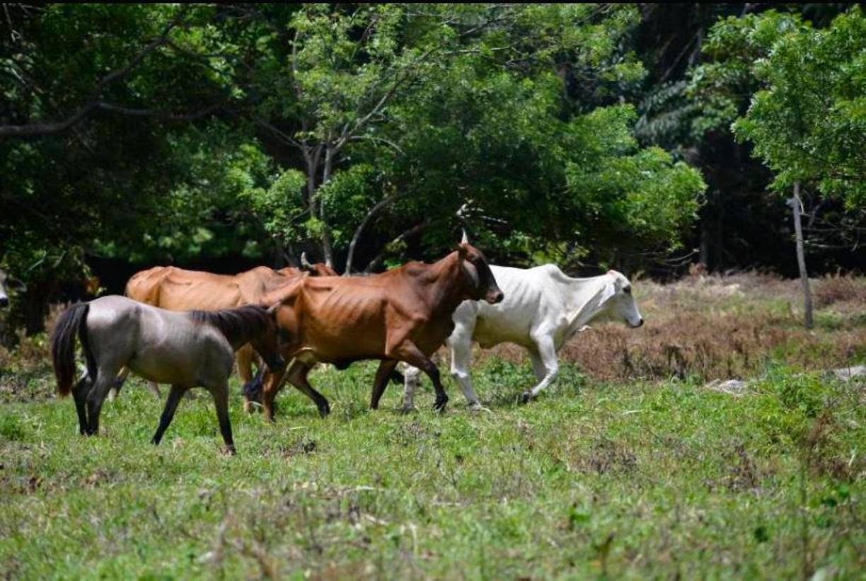Actualmente, son 38 casos del gusano barrenador que se registran en el territorio en especies bovinas, porcinas y equinas de los departamentos de El Paraíso, Olancho, Choluteca, Cortés y Santa Bárbara.