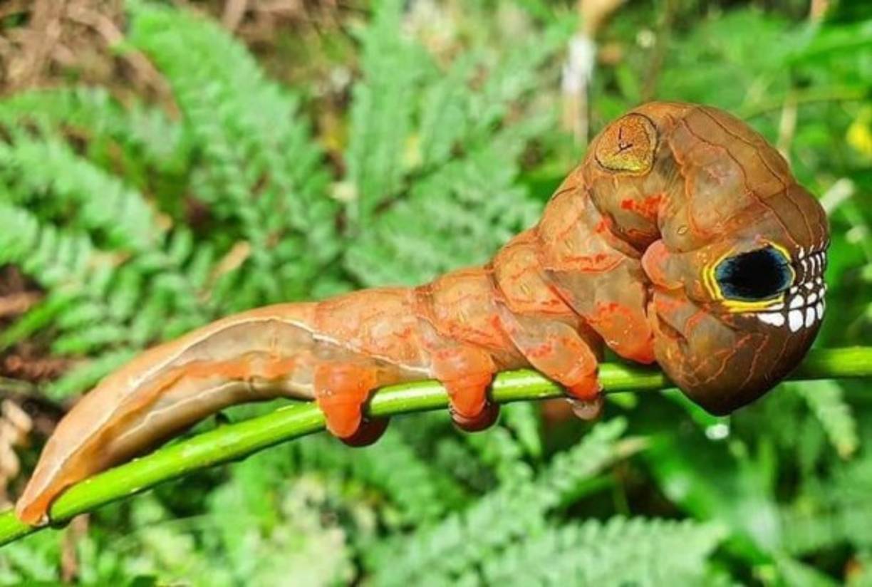 Se trata de la oruga de la polilla 'Phyllodes imperialis', una especie en vías de extinción que habita en la costa oriental de Australia.