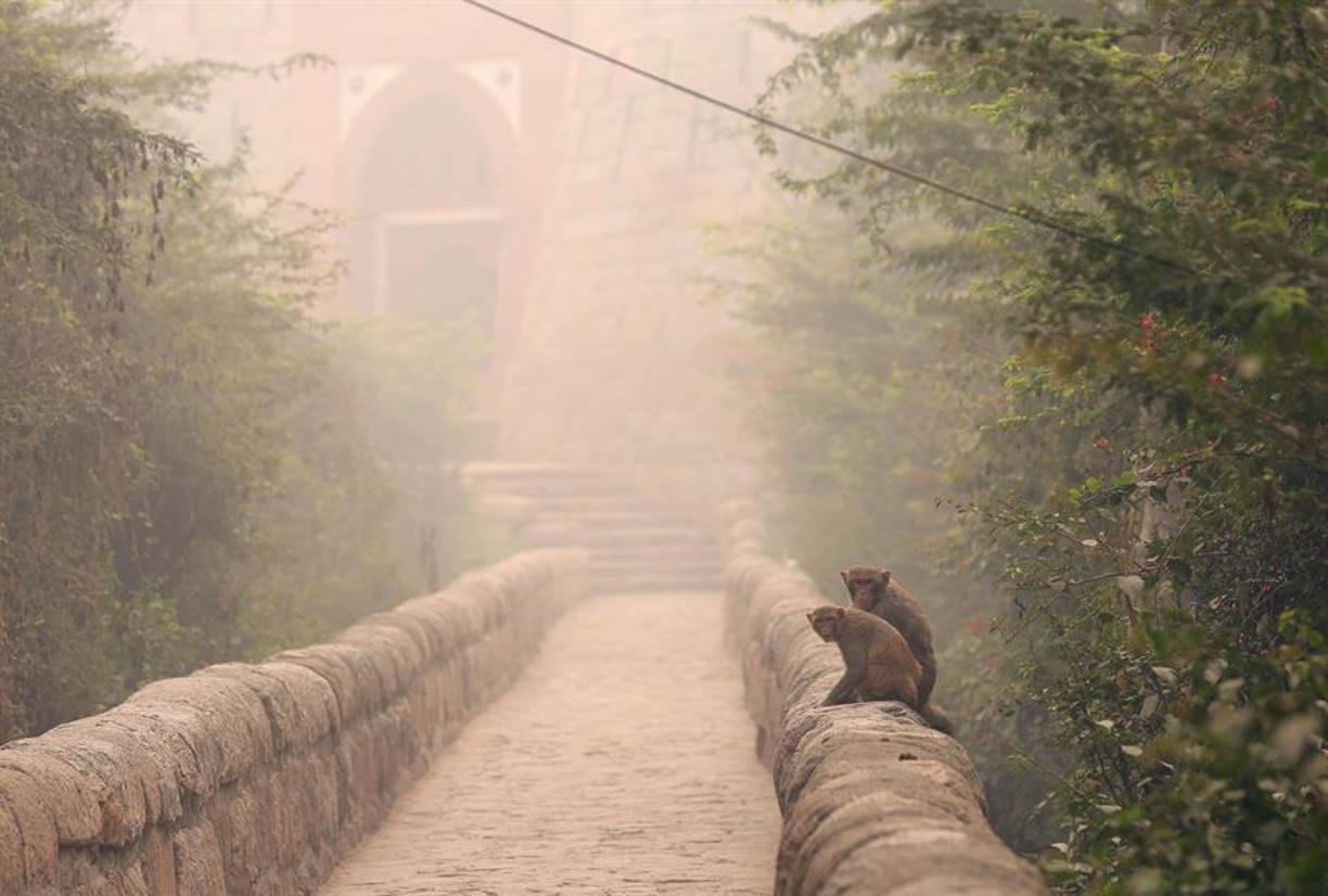 La jefa de Gobierno de Nueva Delhi, Atishi, pidió este lunes al Gobierno central acciones urgentes para contener la contaminación en los estados agrícolas de Punjab, Haryana, Madhya Pradesh, Uttar Pradesh y Rajastán, “empujando a todo el norte de la India a una emergencia médica”.