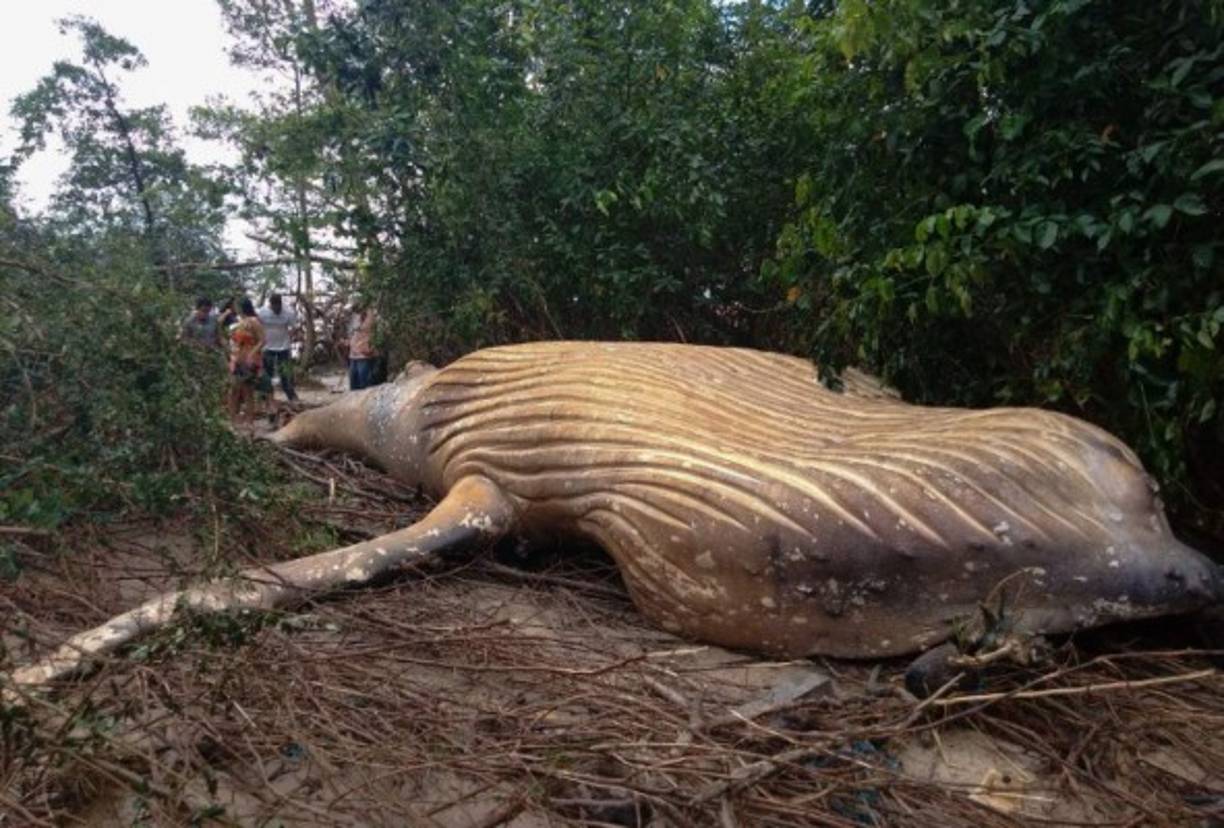 Una ballena fue encontrada muerta en medio de la selva del Amazonas el pasado viernes. Esta noticia ha dejado desconcertados a cientos de personas.