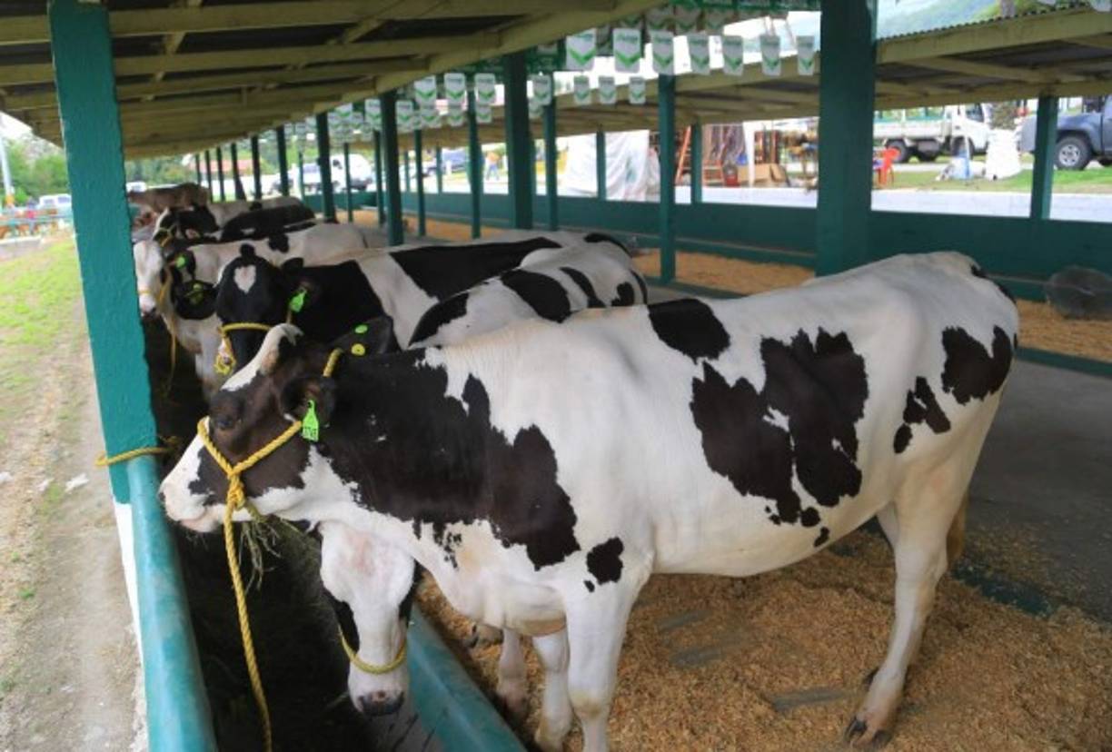 En la Agas los visitantes podrán ver los mejores ejemplares de ganado.