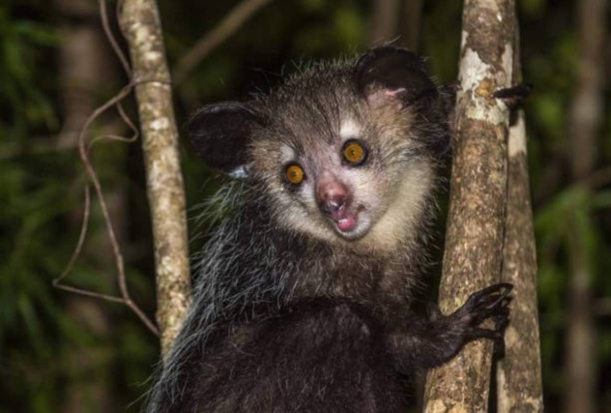El Aye Aye es un primate endémico de Madagascar y está emparentado con los lémures. Su extraña apariencia hace que se le considere el principal responsable del origen de la palabra 'lémur', que quiere decir en latín «espíritu nocturno».