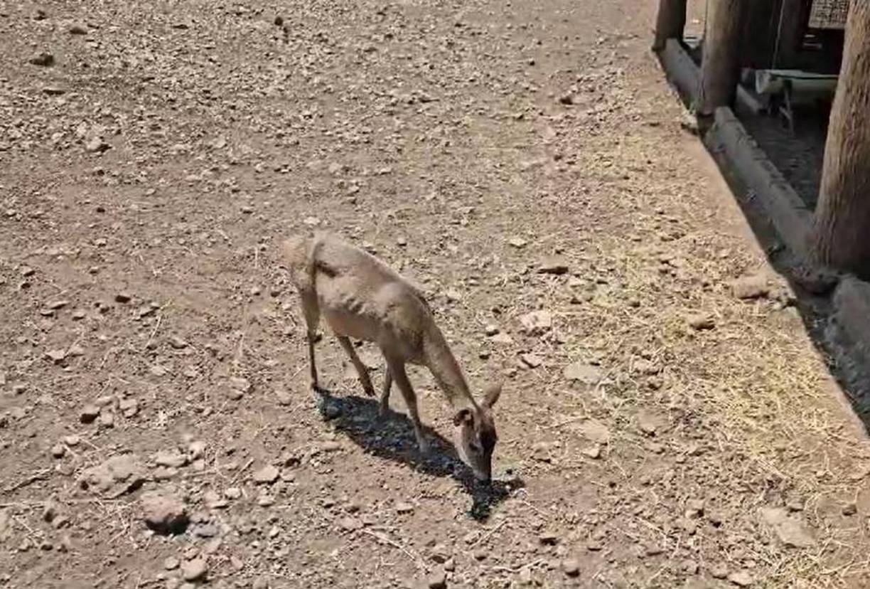 En redes sociales han trascendido imágenes del estado actual de los animales. 
