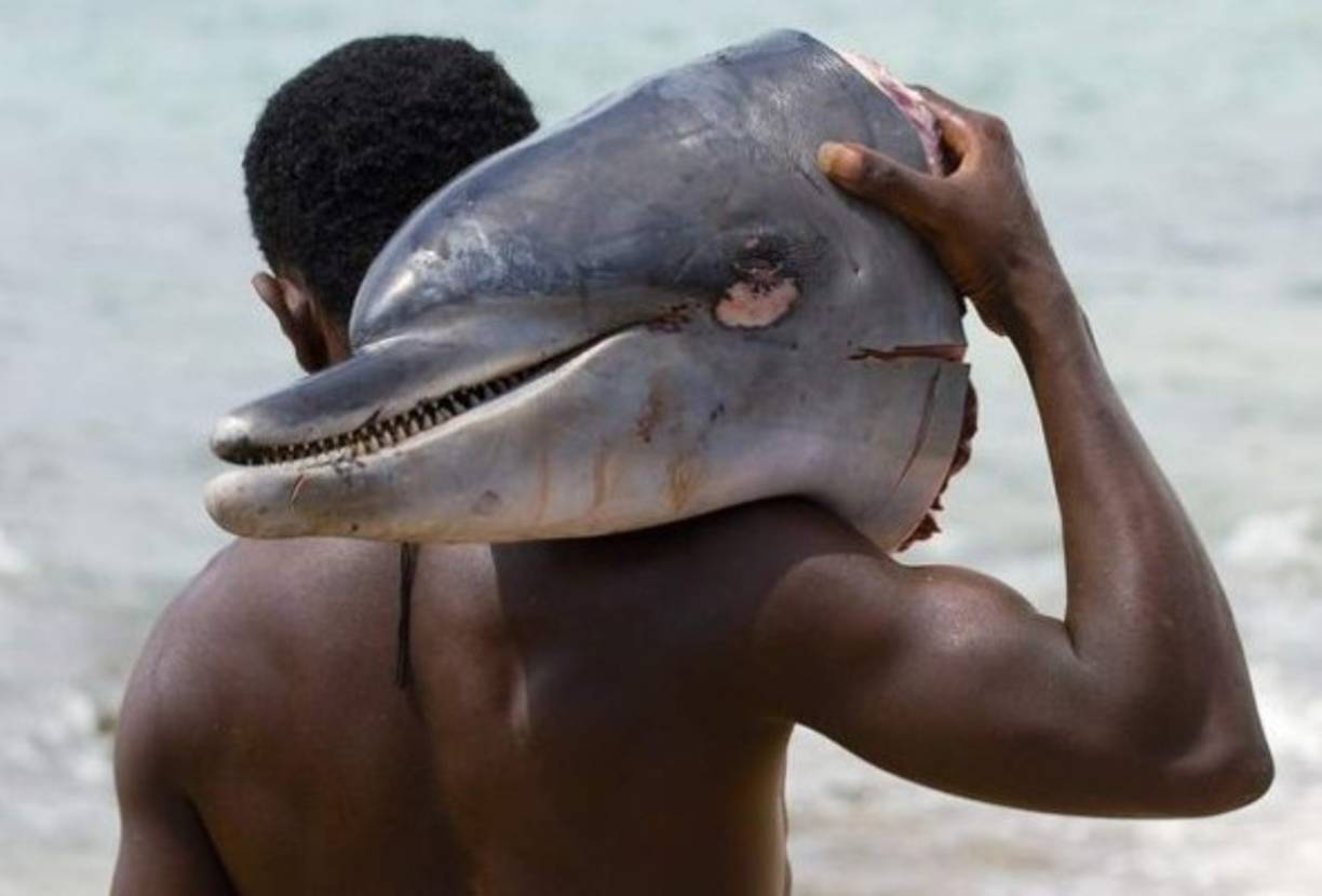 Hoy en día, las principales amenazas a las que están expuestos son de naturaleza antrópica, es decir: a la raza humana.