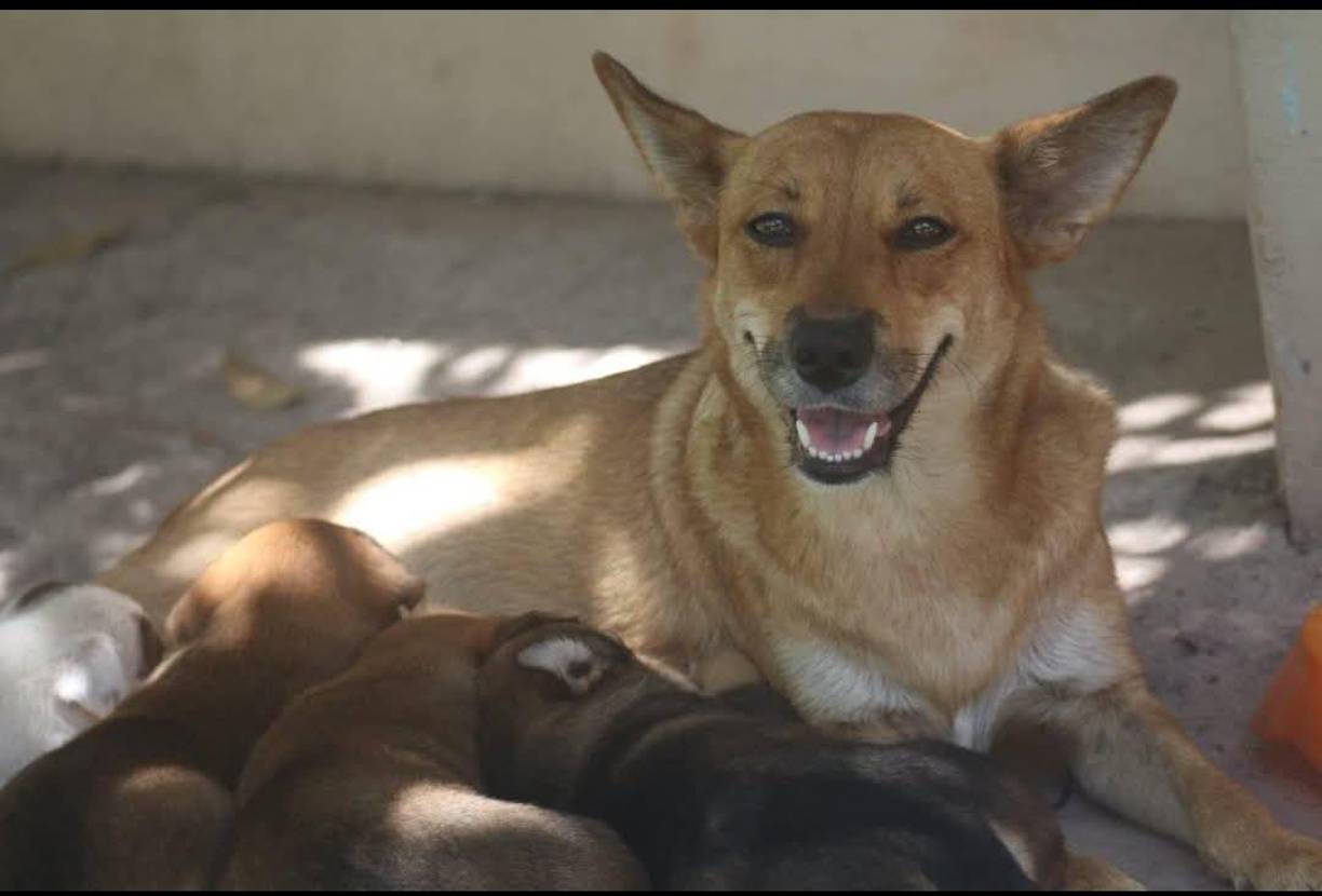 Su página en Facebook <a rel="nofollow" href="https://www.facebook.com/Patitasunahcu/">Patitas UNAH CU</a> cuenta con más de 36 mil seguidores, donde comparten abundantemente sus labores de servicio dentro de la Alma Máter. 