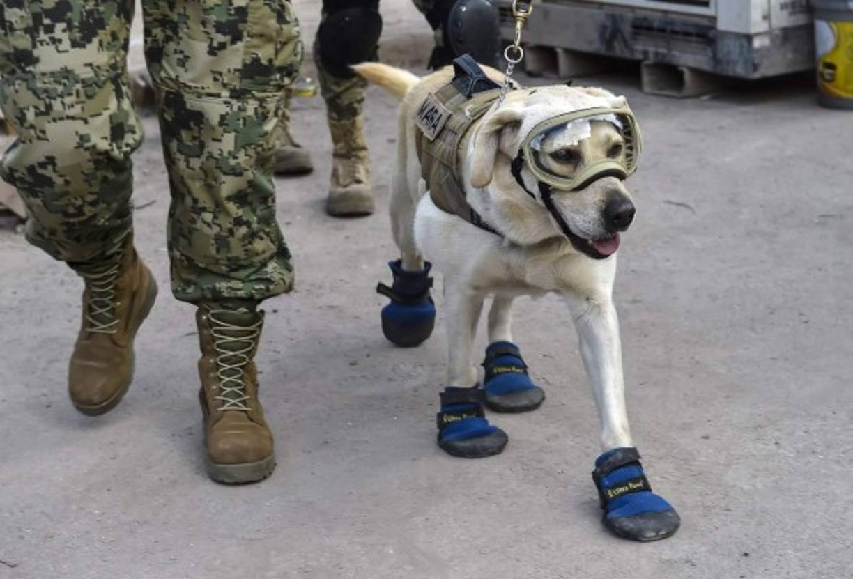 La perrita de raza labrador llamada Frida es la que más reconocimiento ha obtenido, sin menoscabar a los demás perritos que han contribuido con esta ardua labor.<br/><br/>Ella es toda una leyenda dentro de la Sección Canina de la Secretaría de la Marina: ha logrado salvar a 52 personas en diferentes siniestros y desastres naturales.<br/><br/> ( FotoAFP/ OMAR TORRES)