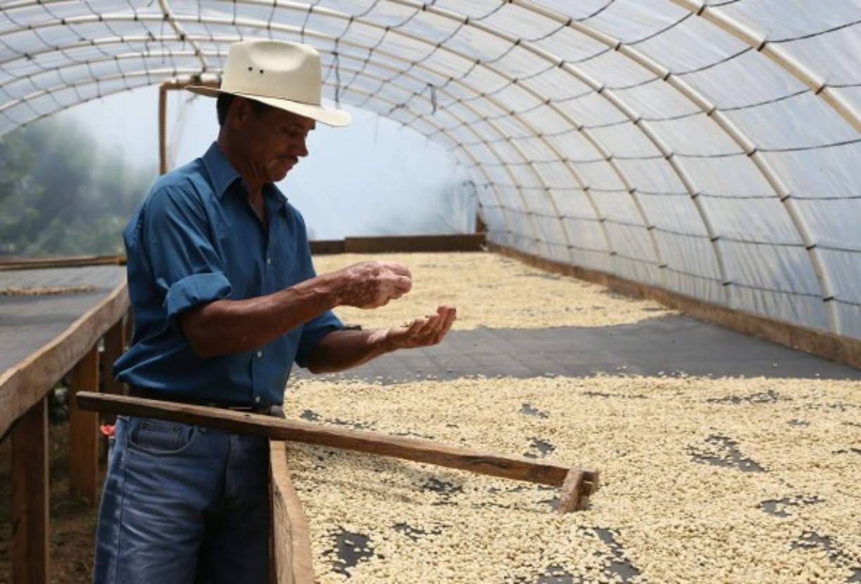 Con nostalgia recuerda que hace 30 años, para poder sobrevivir, ensillaba caballos, chapeaba fincas y trabajaba como cortador de café por una paga de L5 diarios.