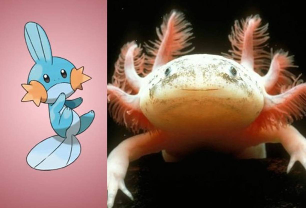 Mudkip - Axolotl Mexicano.