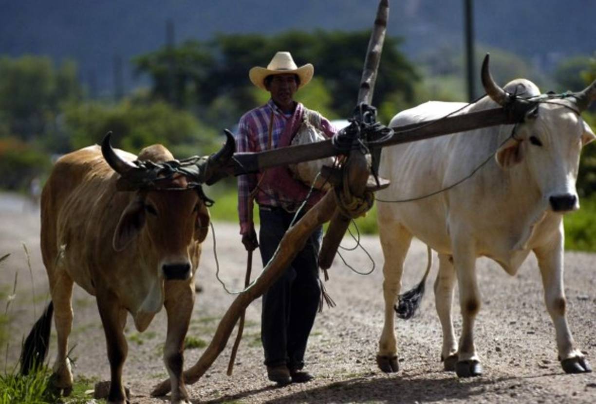 En los pueblos del interior de Honduras utilizan yuntas de bueyes para arar la tierra antes de cultivarla.