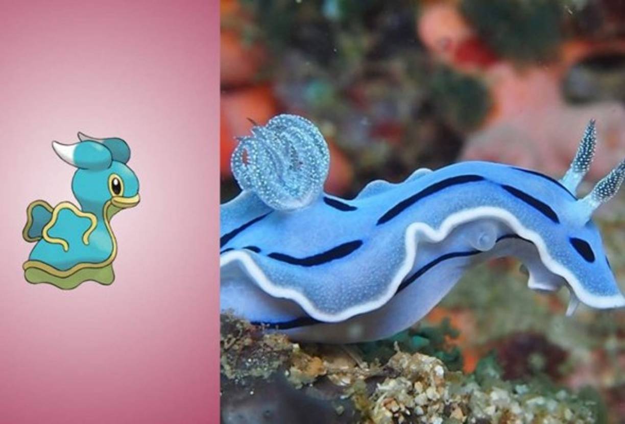 Shellos - Chromodoris Lochi.