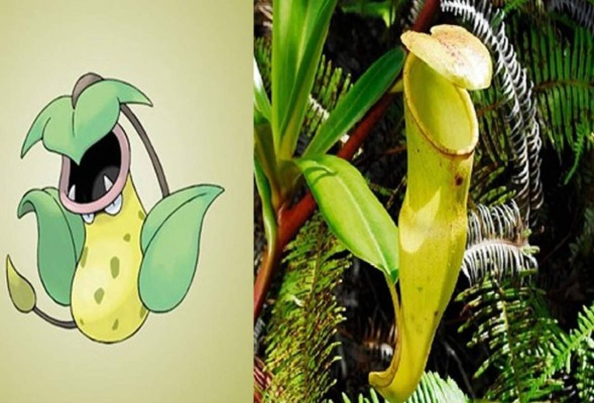 Victreebel - Planta Jarra.