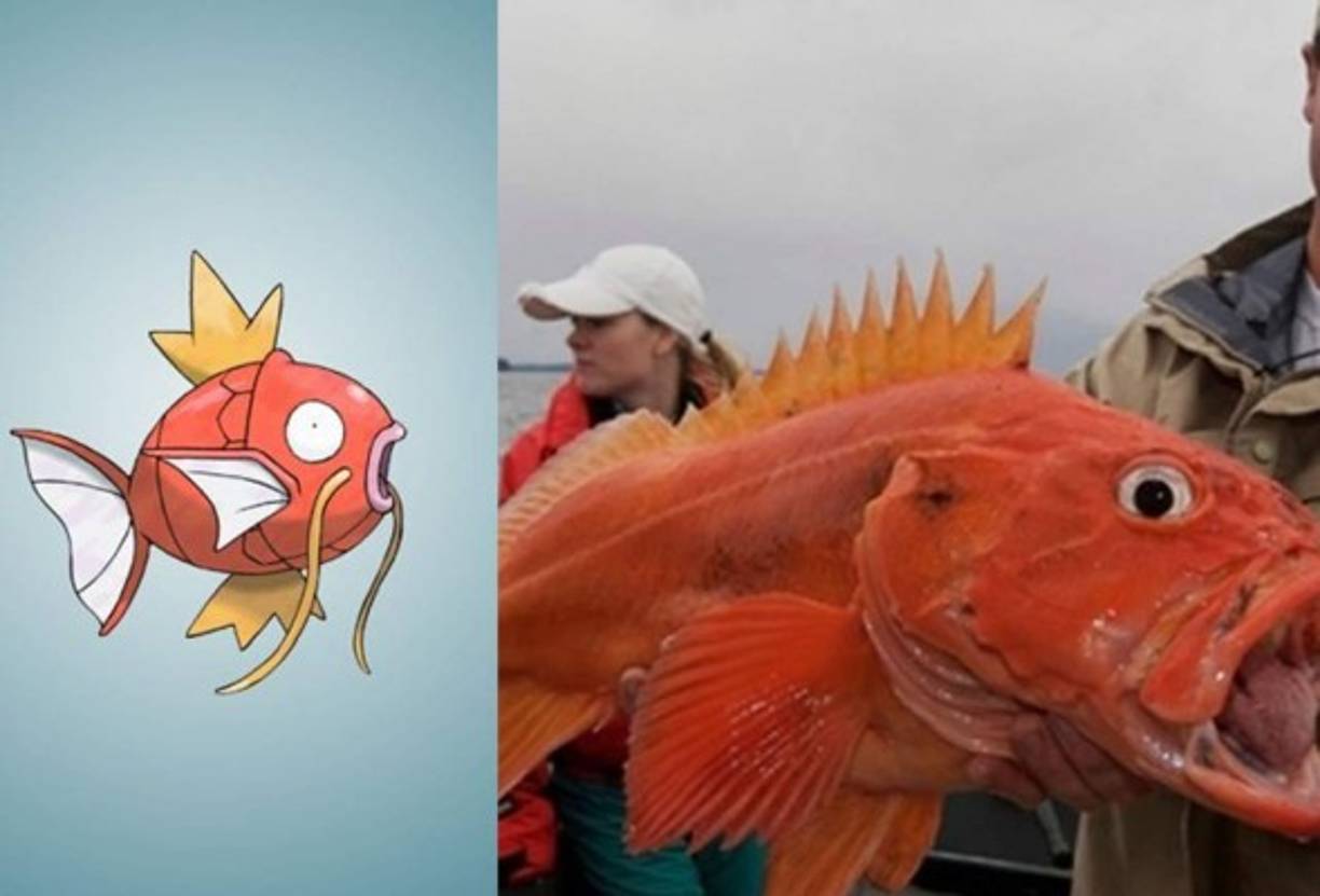 Magikarp - Pez de Roca Amarillo.