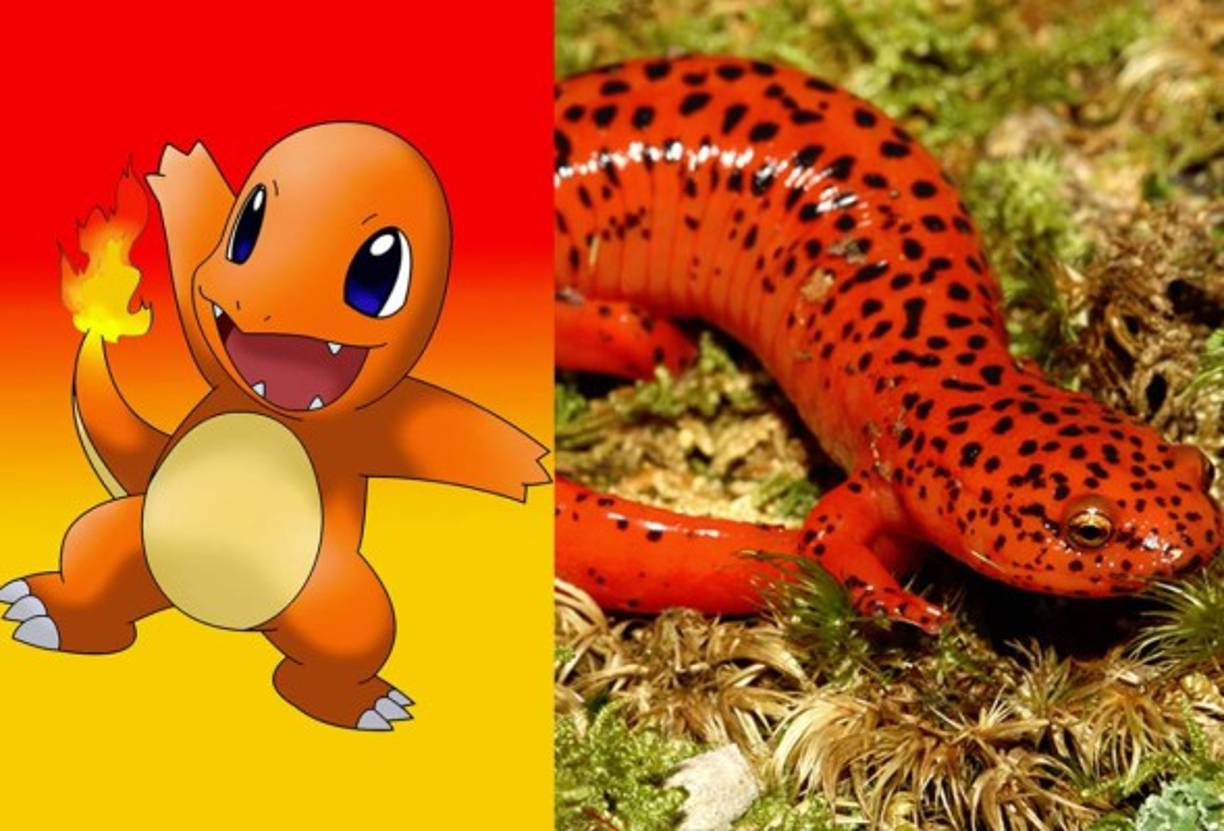 Charmander - Salamandra Roja.
