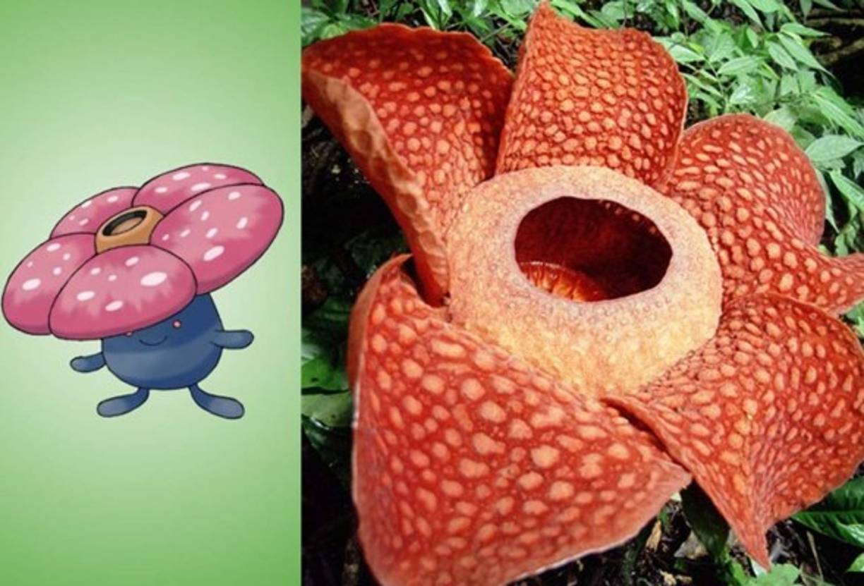 Vileplume - Rafflesia Arnoldii.