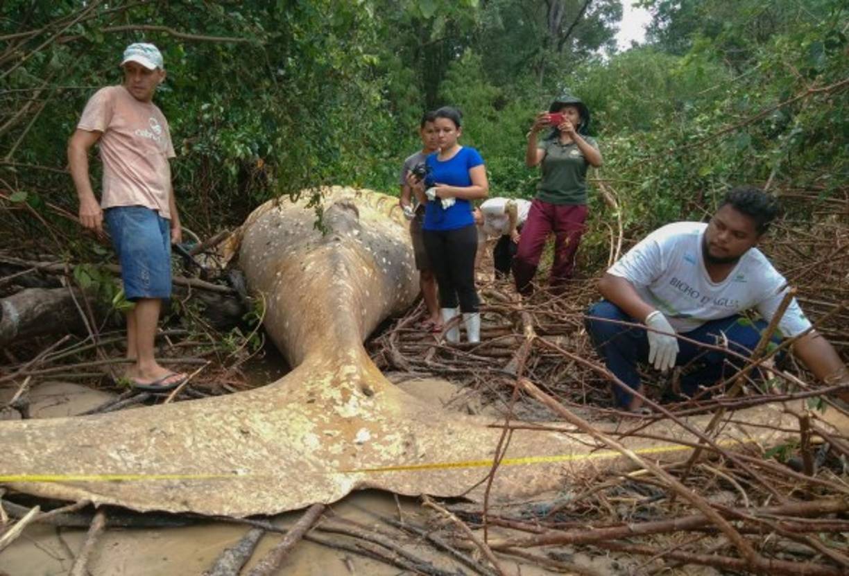 Al encontrar al animal, algunos investigadores quedaron soprendidos y comenzaron a sacar sus hipótesis.