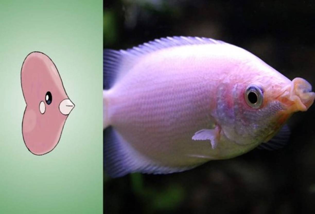 Luvdisc - Gurami Besador.