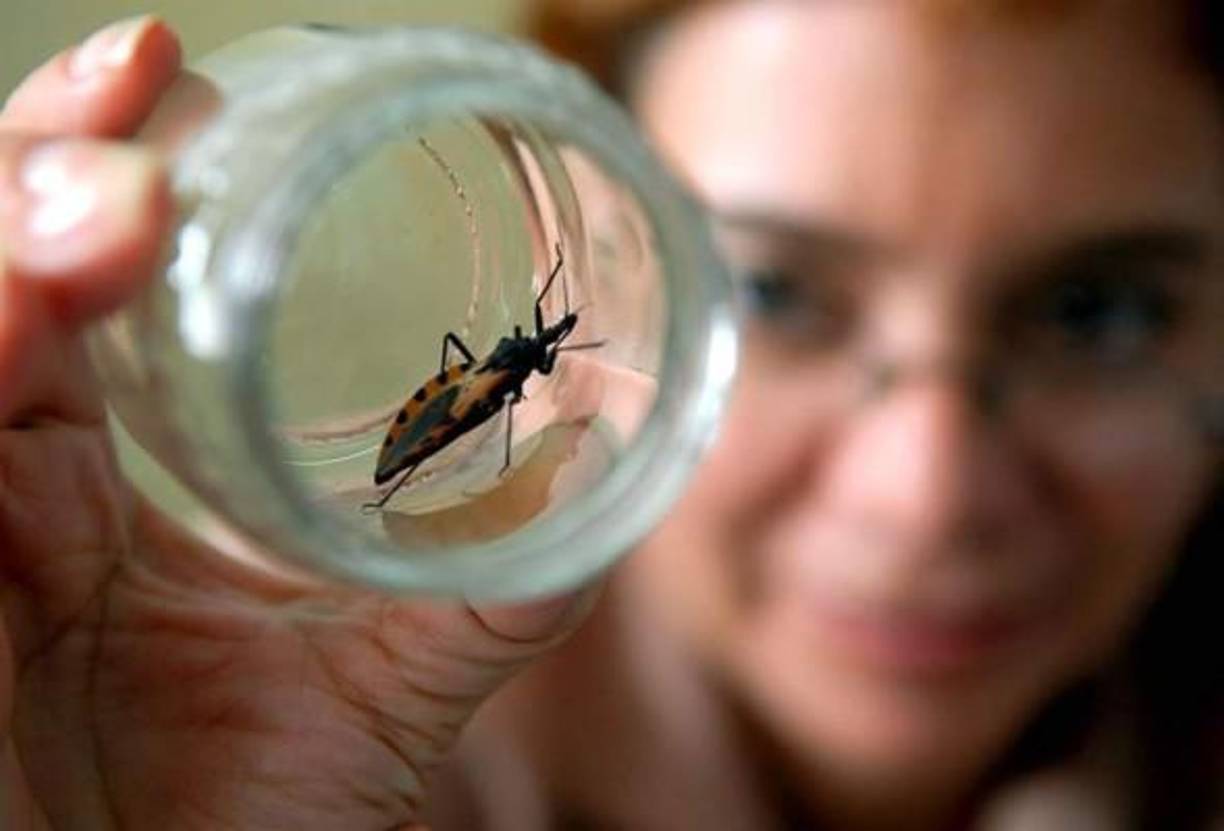 Las chinches picudas que transmiten el chagas en Honduras, viven en lugares de manaca, gustan habitar en los petates. Es necesario revisar estos lugares.