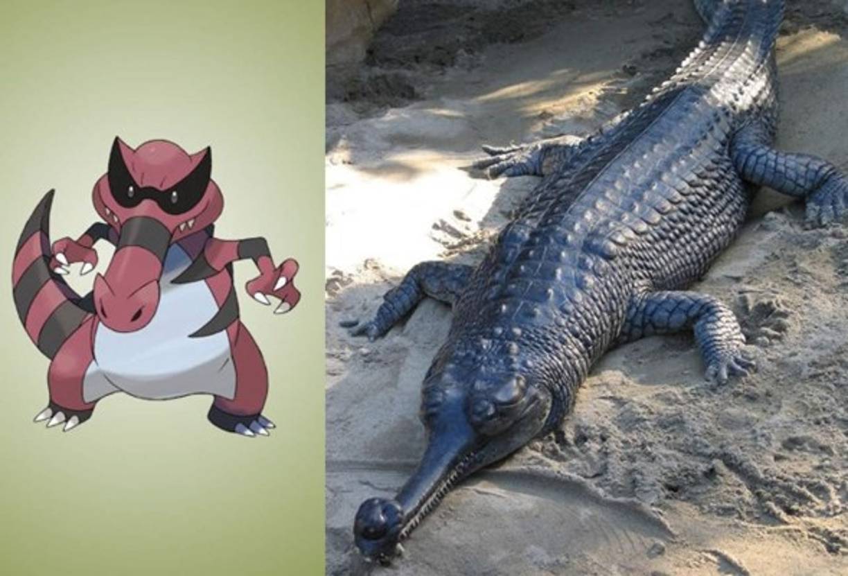 Krookodile - Gavial de Ganges.