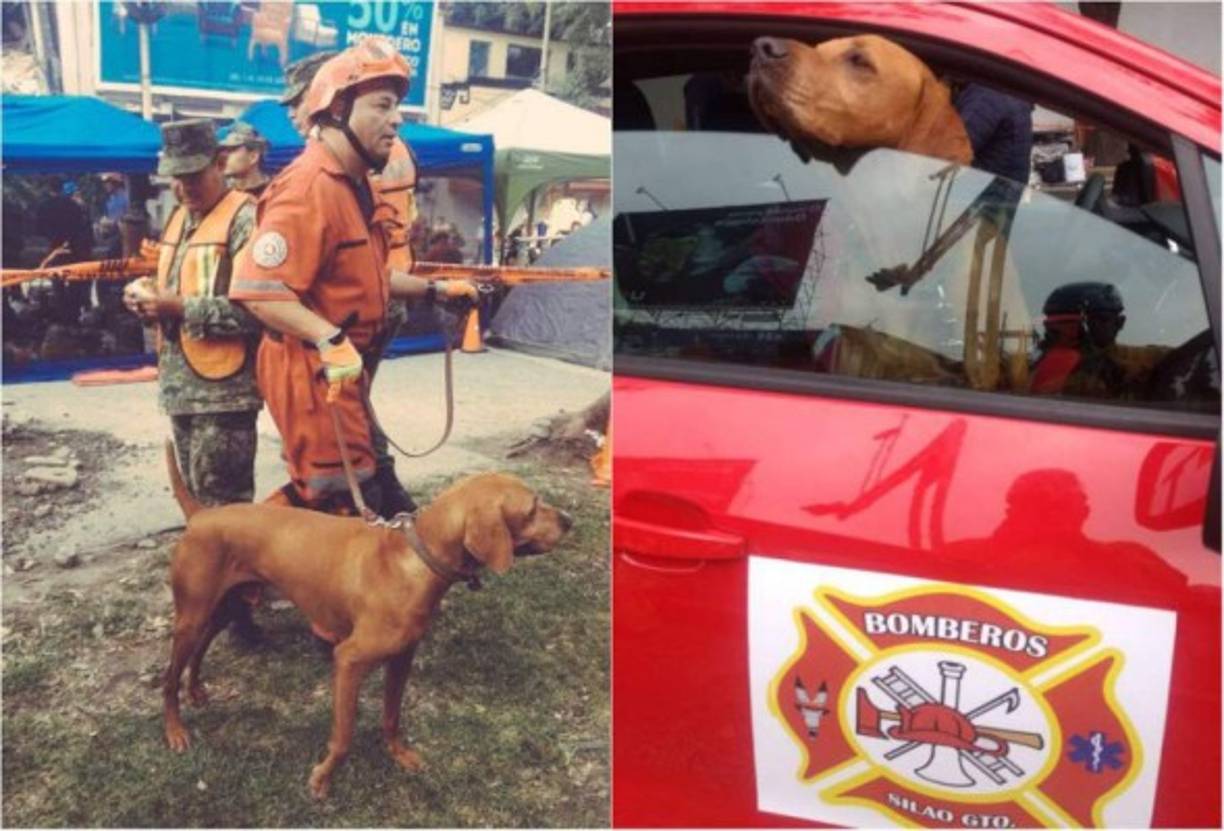 Titan el perro rescatista ha salvado la vida, hasta ahora, a 26 personas entre los escombros tras el terremoto del martes en México. <br/>Titán pertenece a la corporación de bomberos en Silao, Guanajuato.<br/>