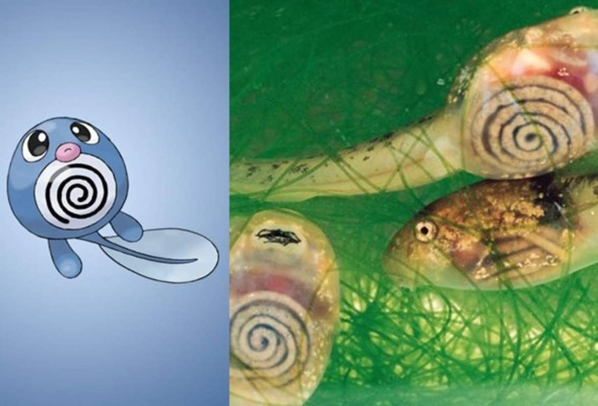 Poliwag - Renacuajos Traslúcidos de Costa Rica.