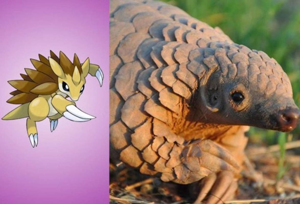 Sandslash - Manis o Pangolin.
