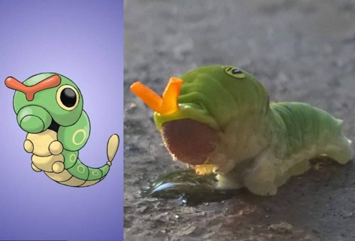 Caterpie - Oruga papilo caterpillar.