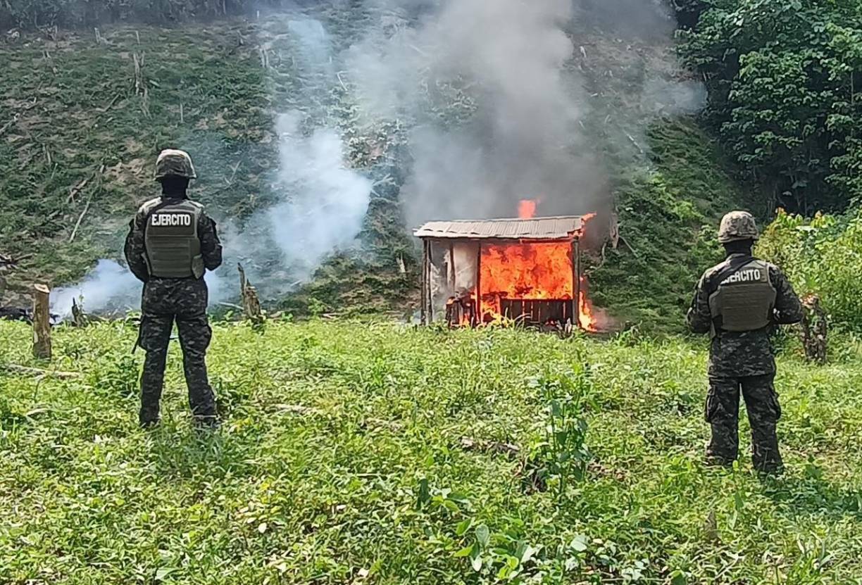 En la operación se incineraron plántulas sembradas y en viveros procediendo a la destrucción del narcolaboratorio conteniendo químicos precursores para la elaboración de clorhidrato pasta para cocaína.