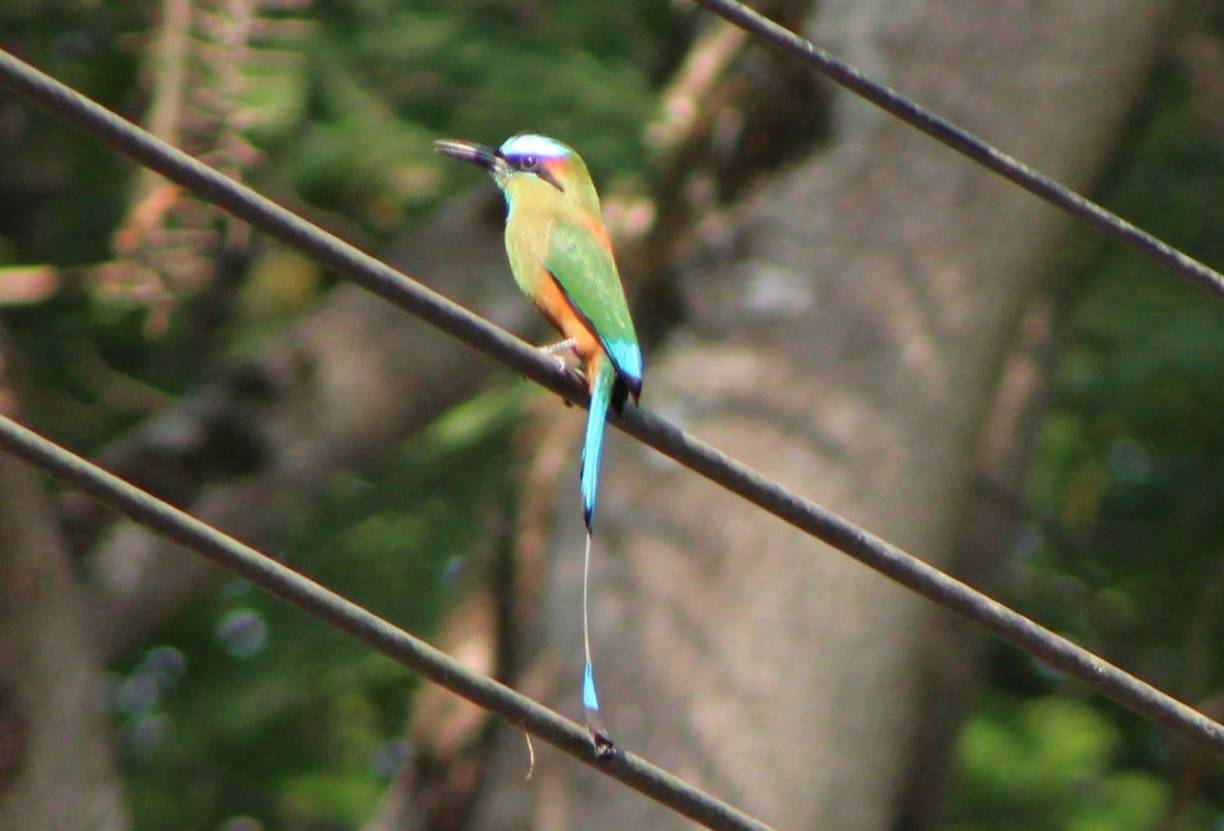 En la zona se han hecho recorridos a pie organizados para conocer la fauna y en término de una hora se han podido fotografiar más de 40 especies y hasta existe un club de amantes de la naturaleza que intercambia fotografías de las especies que van encontrando en Campisa.