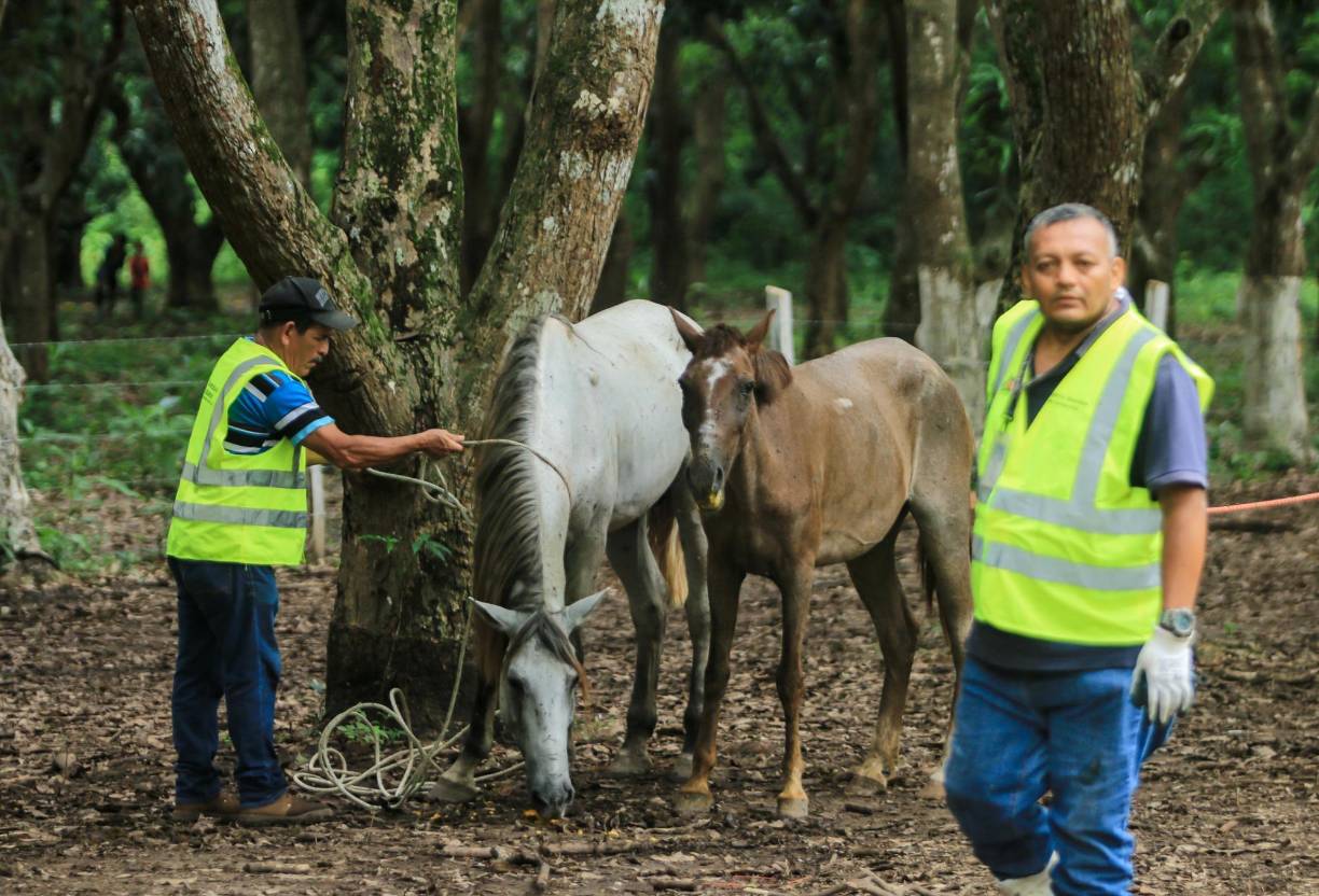 El alcalde destacó que los caballos rescatados y ya recuperados se los dará a los niños con síndrome de down y los adultos mayores del asilo, para que les sirvan como terapia.
