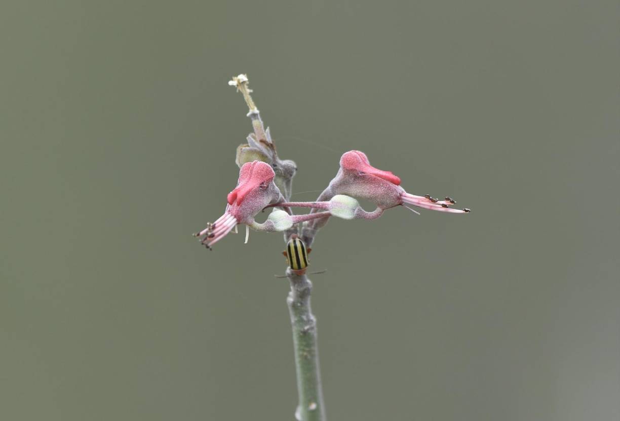 El pie de niño, es la flor más apetecida por los colibríes, solo donde esta esta planta es más fácil poder avistarlos.