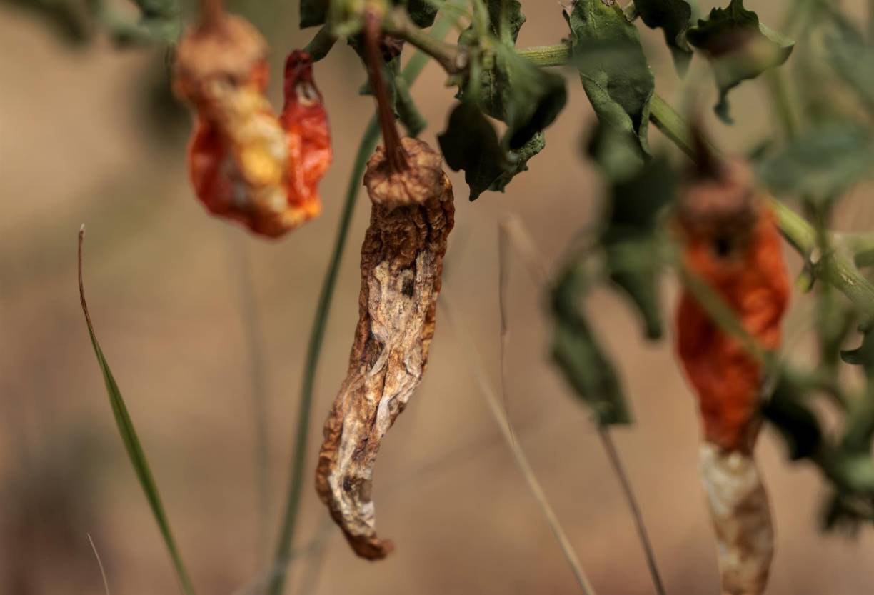El gobierno ha prometido 10.000 millones de yuanes (1.450 millones de dólares) para ayudar a buenas cosechas este otoño, según informaron el miércoles por la noche medios estatales. 