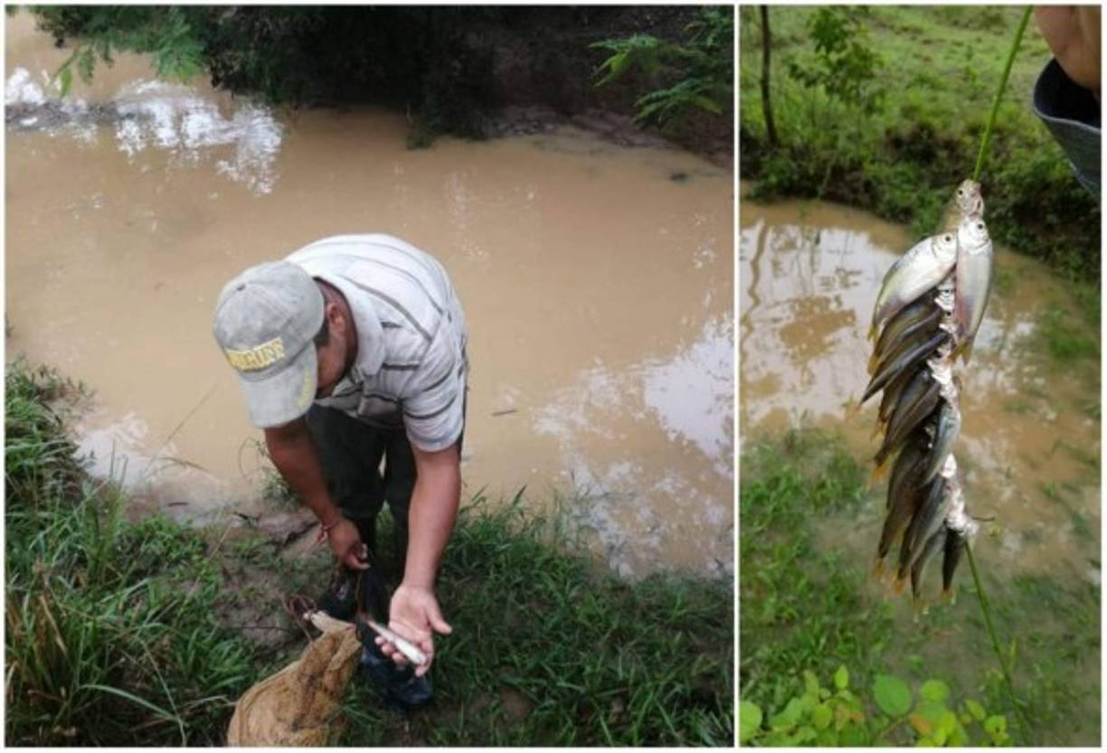 Uno de los misterios más grandes del mundo se registró nuevamente en la ciudad de Yoro, departamento homónimo: el fenómeno de la 'Lluvia de peces'.<br/><br/>
